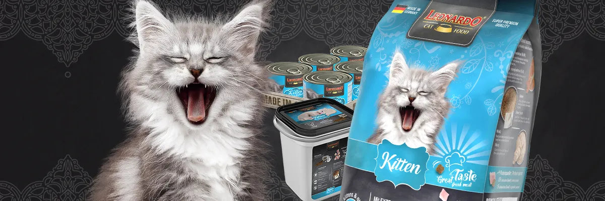 Leonardo Kitten